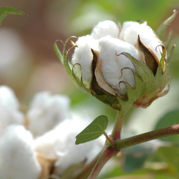 Capsule Coton Egyptien